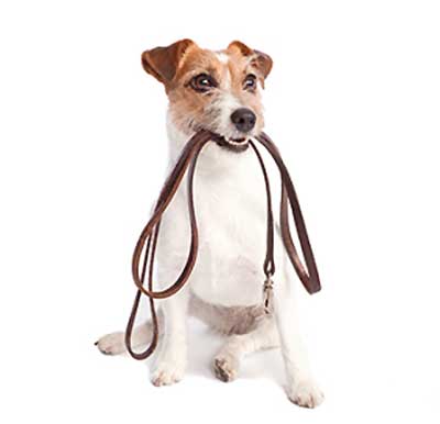 Dog Training including Leash Walking 