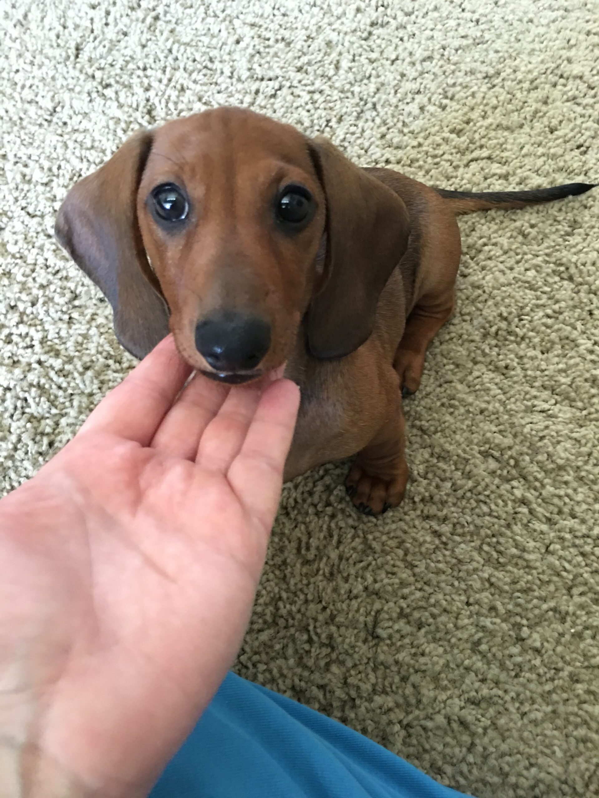 Puppy Training Classes Longmont Colorado