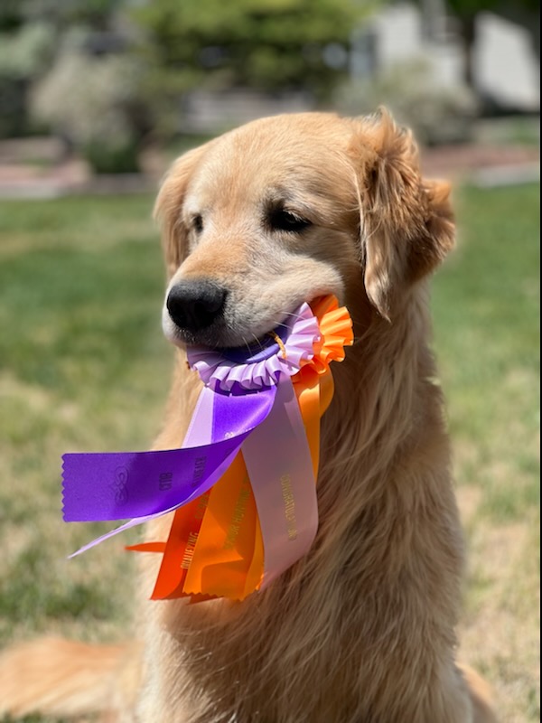 Dog Trainer Marnie Johnson in Longmont Colorado