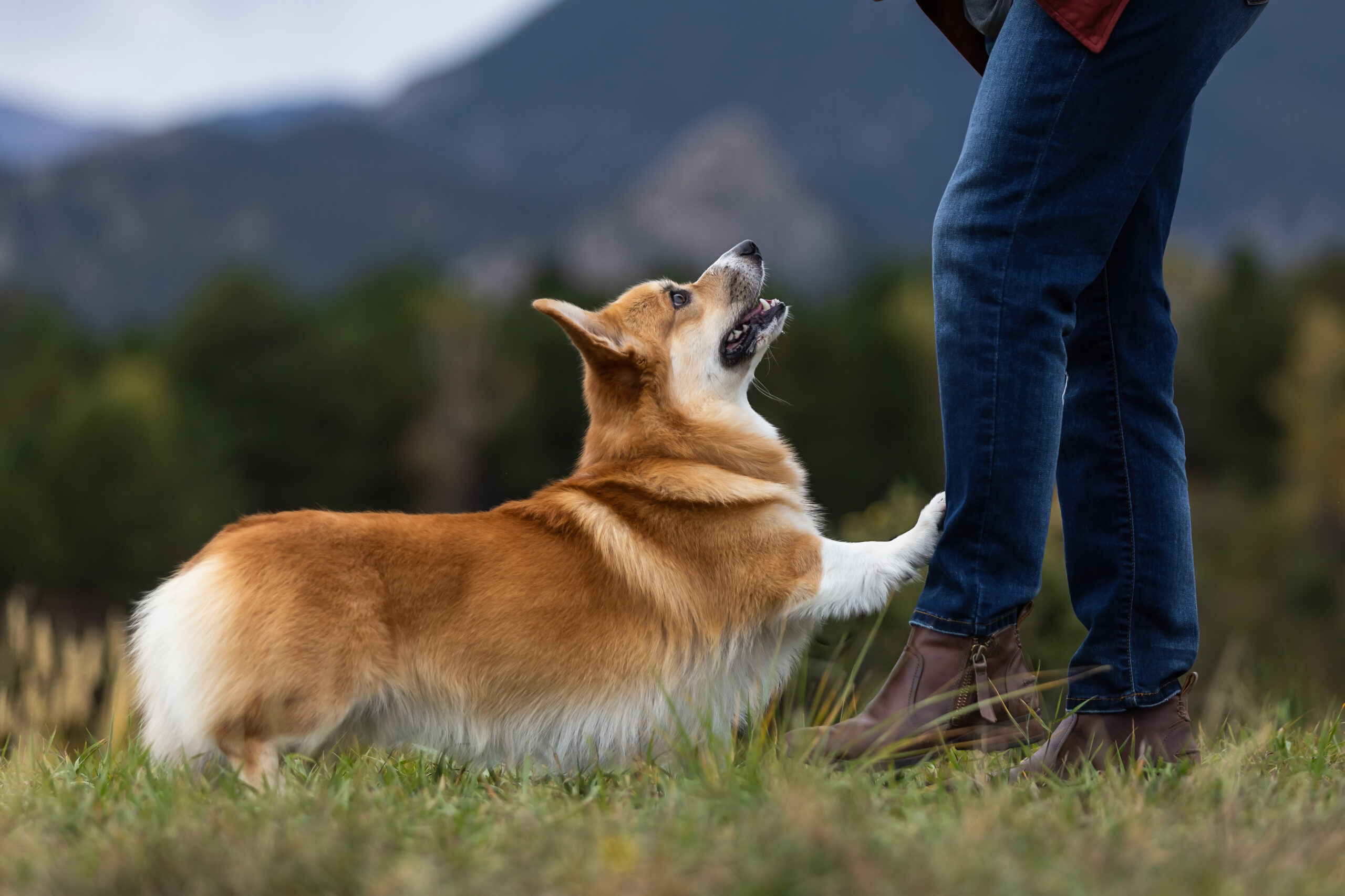 Dog Obedience Training Longmont Colorado